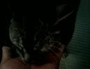 ねこ サイレント02