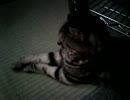 ねこ サイレント03