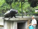 京都市動物園・カルフォルニアアシカ・餌やり