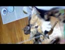 猫とおもちゃで遊んでみた(^・_・^ )( ^・_・^)
