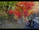 バイクで紅葉を見に行ってみた～2010