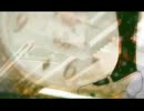 『 S・K・Y 』を歌ってみた【みつむし】
