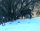 丹沢、塔ノ岳にて、ｼｶﾁｬﾝが角をｶﾁｶﾁ♪