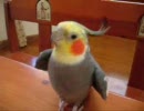 オカメインコの梅ちゃんが『狙いうち』