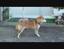 柴犬すもも　のお母さんに会ってきました