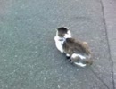 猫に餌付け Part42