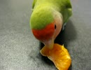 ちゅーちゅー