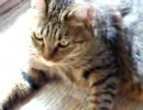 毛づくろいするサナ