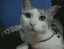 銀猫一家20 自由