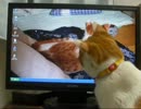 威嚇ねこ