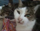 猫がベットをのっとりました。