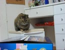箱猫