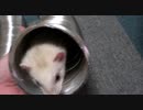 トンネルで遊ぶフェレット２