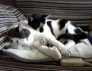 ふかふかにーたん