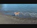 柴犬すもも　初めての海