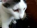 小猫観察中ヽ(´ー`)っ20101215