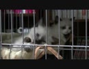 三匹の子猫