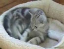 ネコネコ動画