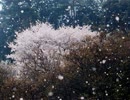 【東方風オリジナル曲】ふはりと落ちし、春の雪