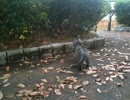 のらねこ　その１