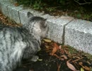 のらねこ　その２