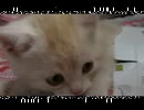 子猫さんが遊んでくれました