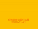 昭和記念公園の紅葉