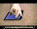ぬこ専用iPadゲーム