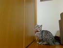 猫のねむさんの画像をまとめて動画にしてみた。