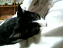 乳を揉みしだく猫