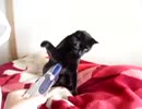 ドライヤーを警戒する黒猫