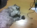 猫とUSBケーブル