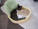 きなこちゃんと甘太狼くんの仲良し映像