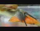 音を立ててニンジンを食べるカタツムリ（Snail eating carrot with noise）