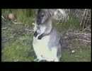 面白動物映像特集（ようつべ転載）