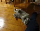 マタタビ＋ネコキック