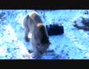 ﾛｼｱのシロクマ怖すぎﾜﾛﾀｗ