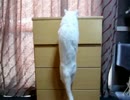 白猫チビちゃん　お宝ゲット！！
