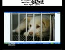 ニコ生ノンフィクション論～ペット流通の闇と殺処分の実態～①