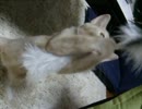 子猫一本釣り