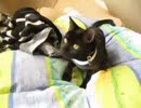 毛玉ボールの誘惑