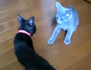 対決子猫