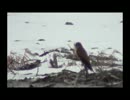 チョウゲンボウ