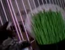 直太朗がやってきた！part13