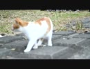 【野良猫】河原に住んでいる野良猫を撮影してみた