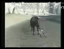 ワンダと巨像（ニコ生の１）