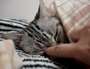 ねむねむ銀ちゃん
