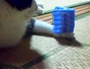 洗濯バサミと猫