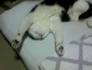 ばんざい猫