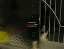 発狂ウサギ